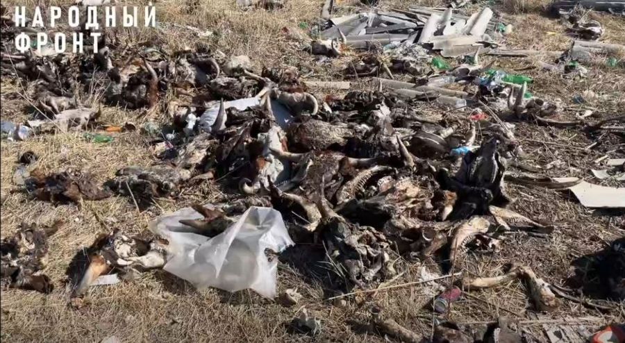 На КСК в Чите обнаружена свалка коровьих голов (18+)