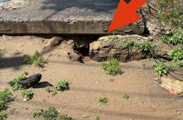 Жители Соснового бора в Чите жалуются на огромных крыс  