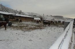 На животноводческой стоянке в Могойтуйском районе  женщина зарезала своего сожителя