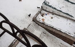 Бездомные собаки нападают на жильцов дома по Токмакова в Чите