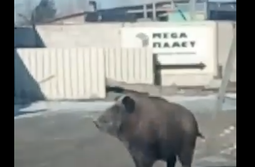 Раньше по улицам Читы бегали медведи, теперь ...