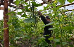 В одной из колоний Забайкалья продолжается сбор урожая