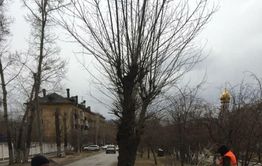 В Чите прокуратура оценит правомерность вырубки деревьев на аллее по ул. Горького