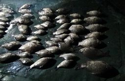 Двое забайкальцев задержаны за добычу рыбы сетью в период нереста