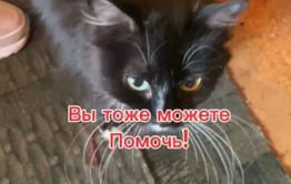 Три дня пролежала в квартире с мёртвым мужем. Пенсионерке из Читы нужна помощь