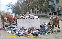 ООО «Багульник» в Ясной дерет с жителей в три шкуры за вывоз ТБО, но мусор не вывозит