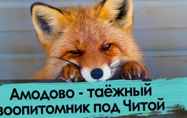 Осел, медведь и тигр гуляют под Читой