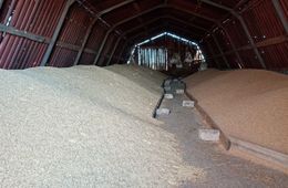 Забайкальский фермер планирует экспортировать зерно в Китай