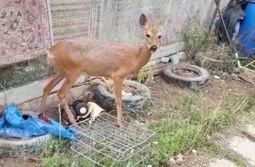 Дикая косуля по кличке Соня уже четыре года ж...