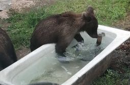 В Новой Чаре нашествие косолапых. Фото читате...