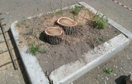 В мкр Северный Читы уничтожают деревья