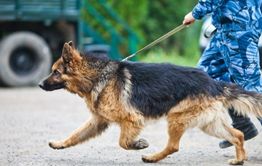 Полицейские и пес Шигер задержали мужчину с наркотиками в Чите