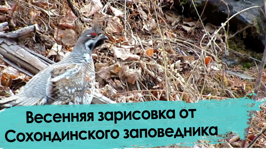 Весенняя зарисовка от Сохондинского заповедника