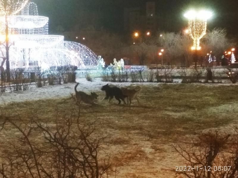 Клыкастое гетто: Очередное нападение собак на детей в Чите