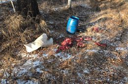В Забайкалье браконьеров нет. Все просто водку пьют в тайге (оперативная съемка)
