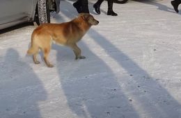 Прокурор заявил, что останки съеденной в Домне девочки нашли в желудке только одной собаки