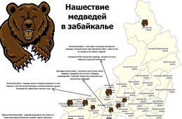 ​Медведя, вышедшего к домам за Ингодой, застрелили
