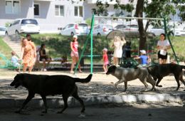 Свора собак напала на ребенка-инвалида в поселке Восточный 