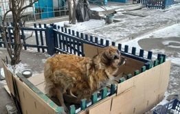 Читинцы не против проживания двух собак во дворе дома в 1-ом микрорайоне