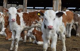 Почти 130 миллионов рублей дадут фермерам в Забайкалье