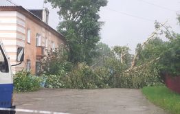 Штормовой ветер повалил деревья и забор в Сретенском районе (видео)