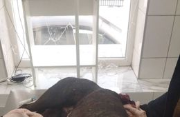 Собаку ранили ножом в подъезде дома в Песчанке