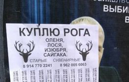 Цыгане в Забайкалье массово скупают рога диких животных