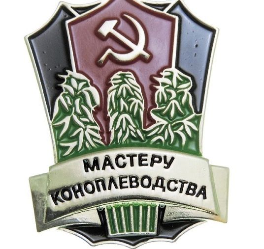 В Забайкалье начинают активно развивать коноплеводство