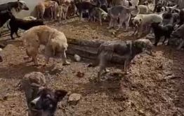 Волонтеры с видео рассказали, что собаки едят друг друга в ИК-3 Читы. Так ли это на самом деле?