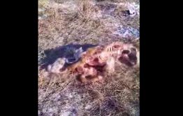 Волки продолжают атаковать чабанскую стоянку в Забайкалье — от молодого бычка практически ничего не осталось (видео)