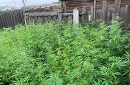 Житель Смоленки вырастил у себя в огороде 560 кустов конопли, ему грозит срок