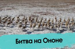 Незаконные мигранты из Монголии терроризируют казаков Забайкалья