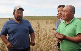 В Забайкалье фермер увеличил производство зерновых на 80%