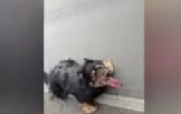 Двое жителей Забайкальска обвиняются в жестоком обращении с животными
