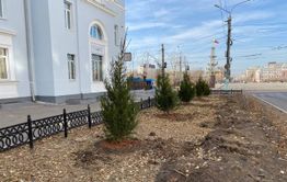 Ах у ели, ах у ели: общественники высадили деревья возле здания ЗабЖД