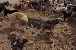 Волонтеры с видео рассказали, что собаки едят друг друга в ИК-3 Читы. Так ли это на самом деле?