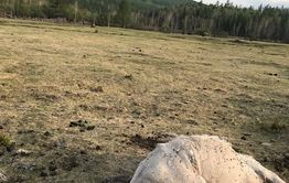 В Забайкалье медведь задрал косячного коня