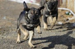 У покусанного собакой в Приаргунском районе 4-летнего ребенка удалили почку 