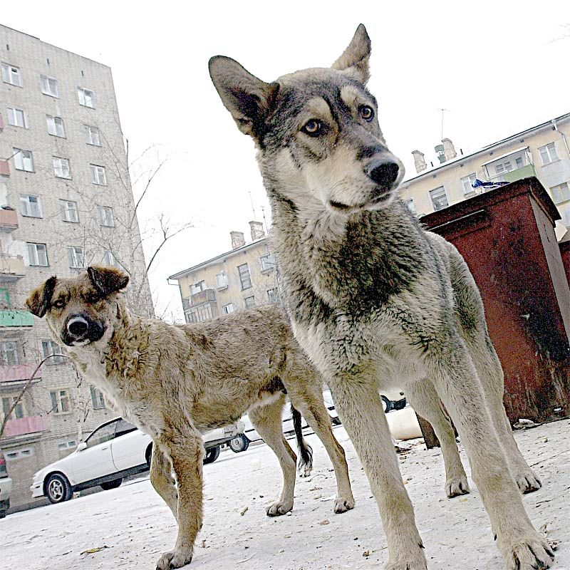 В Чите собак приравняли к врагам