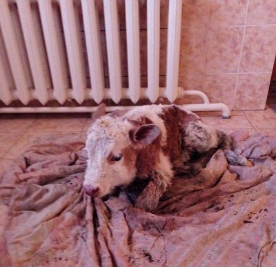 Теленка, родившегося возле морга в поселке Забайкальск, жители назвали Морганом