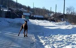 Доберман напал на подростка в посёлке Вершино-Дарасунский в Забайкалье