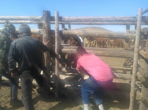 Казахи поставляют забайкальских лошадок афганским моджахедам
