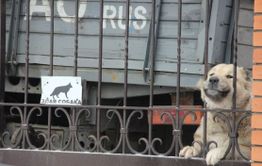 Читинец получил 2 года колонии за попытку натравить бойцовскую собаку на полицейского 