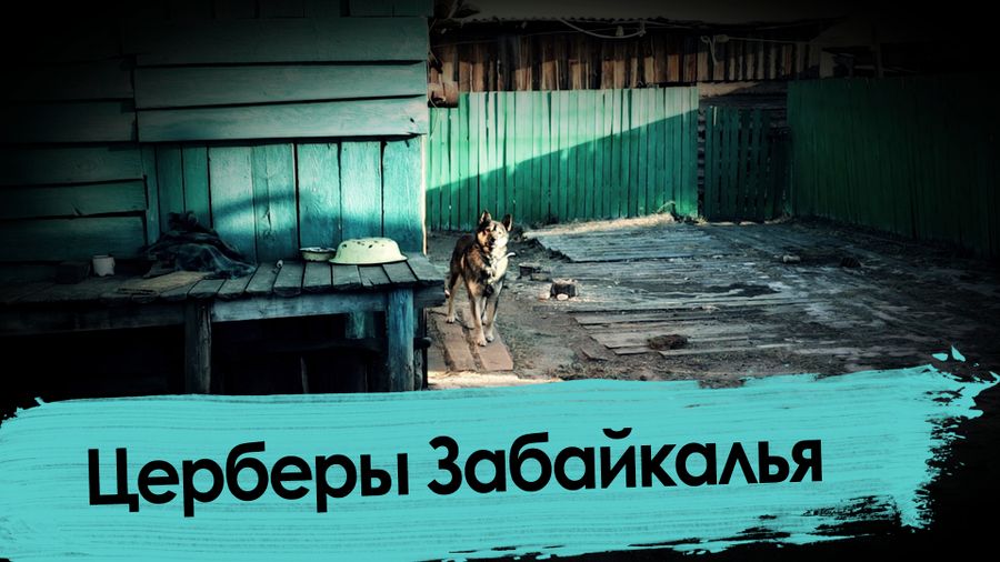 Псы вновь убили и поели человека в Забайкалье - ВечоркаТВ