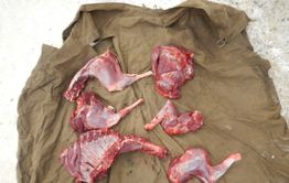 В Забайкалье браконьер добыл дзерена и повез тушу домой на такси