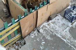 Читинка приручила агрессивных псов возле подъезда и построила им жилище