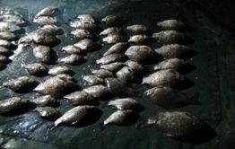 Двое забайкальцев задержаны за добычу рыбы сетью в период нереста