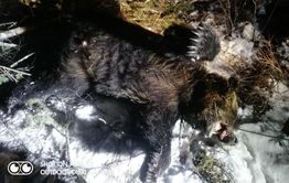 ​Порядка 40 медведей видели в окрестностях Мензы в ноябре-декабре прошлого года