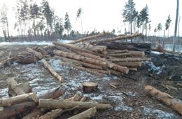 Минприроды не нашло нарушений в рубке леса в Акшинском районе