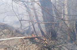 ​Пожар в Карымском районе грозит уничтожить березовую рощу
